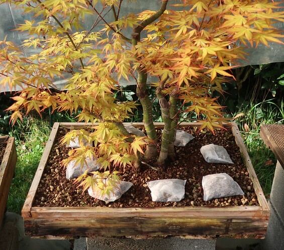 acer palmatum katsura 2025 03 23 (1)