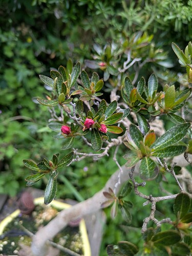 PXL_20250528_093303589