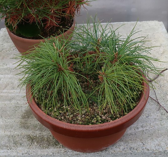 pinus pentaphylla semis 2025 11 27