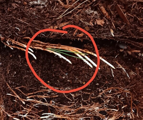 Screenshot_20251104_130459_com.android.chrome_edit_63982723385028