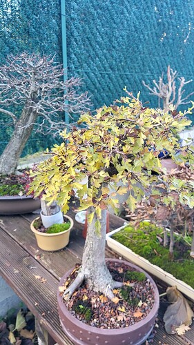 20251205_160933_resized