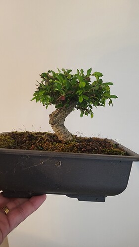 20250419_152021_resized