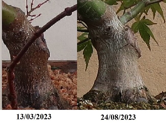 acer palmatum beni chidori 2023 08 24 (5)virt1