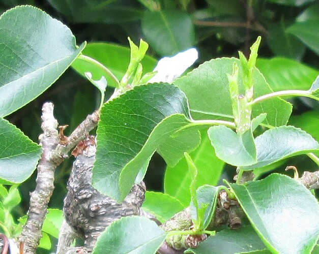 ste lucie 2018 05 30 001