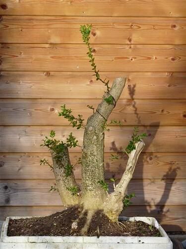 gros-buis-001-medium--19093e6