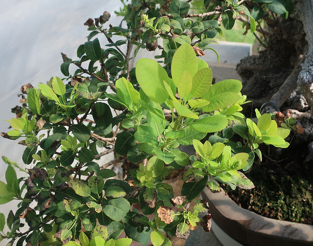 2026 08 31 Cotinus coggygria (2)