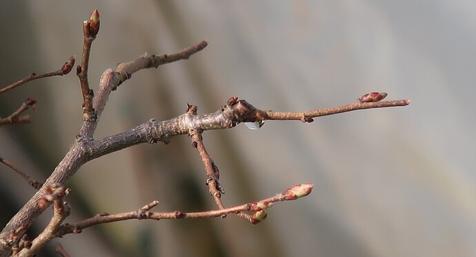 carpinus coreana 2025 03 23