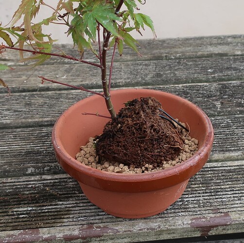acer palmatum arakawa 2024 08 01 (7)