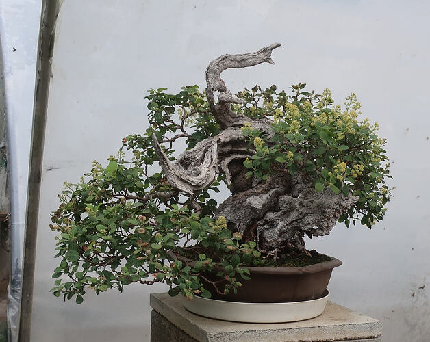 2026 08 19 Cotinus coggygria  (1)