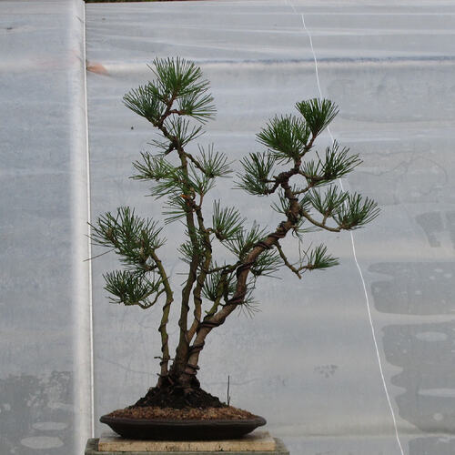 pin thunberg cépée 2018 04 12 001