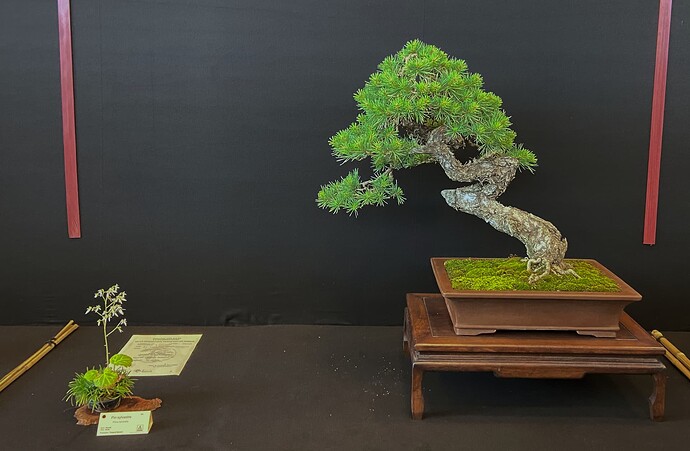 8 - Arbre - Francois Besnard