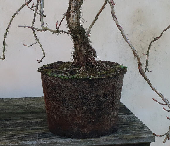 hydrangea petiolaris cordifolia 2020 02 18 003