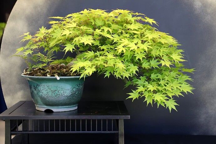 2025-05 Marcoussis (37)