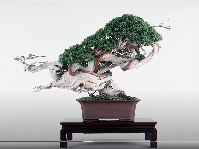 juniperus sargentii Toryu-no-Mai 4(top20 Wabi Channel)