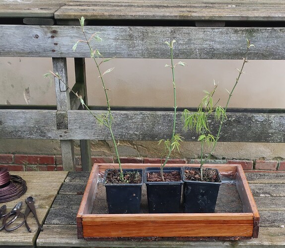 acer palmatum koto no ito 2020 03 09 001