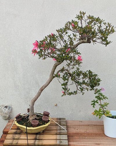 PXL_20250606_092346475