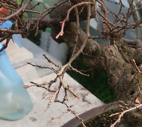 carpinus coreana 2025 03 13 (1)