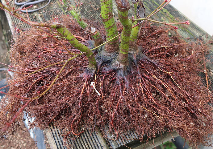 acer palmatum katsura 2026 02 10 (4virt)