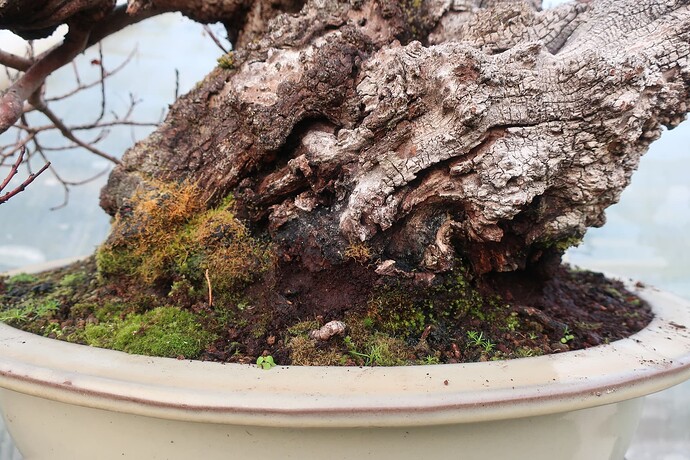 2024 12 04 Cotinus coggygria  (6)