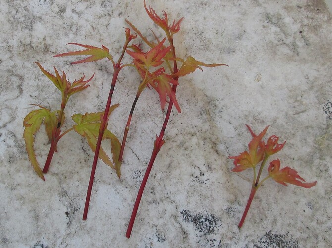 acer palmatum beni tsukasa 2019 07 24 005
