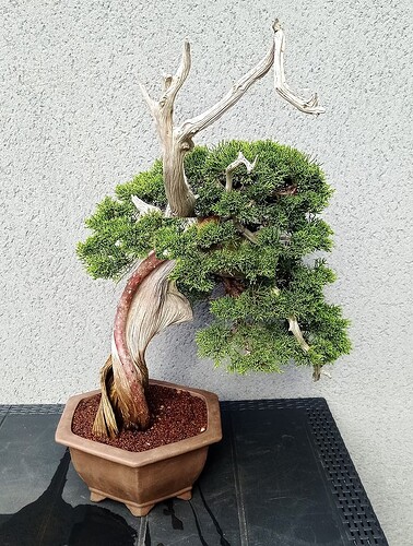 IMG_20250301_115943 - Copie (2)