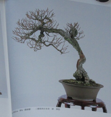 prunus mume sakufu