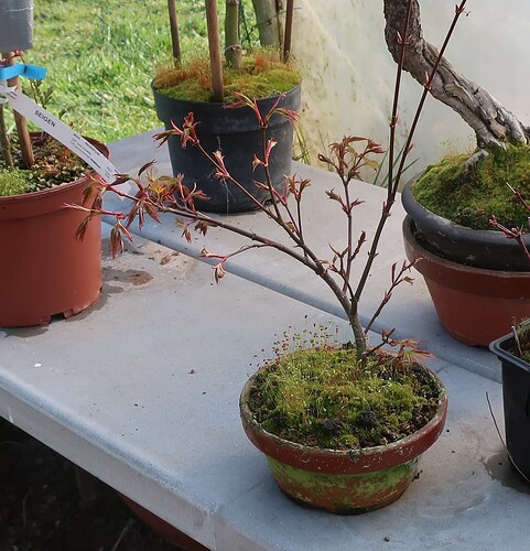 acer palmatum arakawa 2025 03 21 (1)