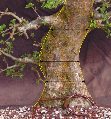 Aubépine patience TRONC 2