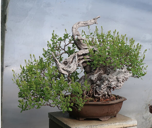 2026 04 13 Cotinus coggygria