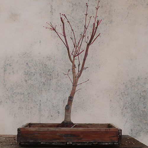acer palmatum senkaki 2026 03 10 (10)