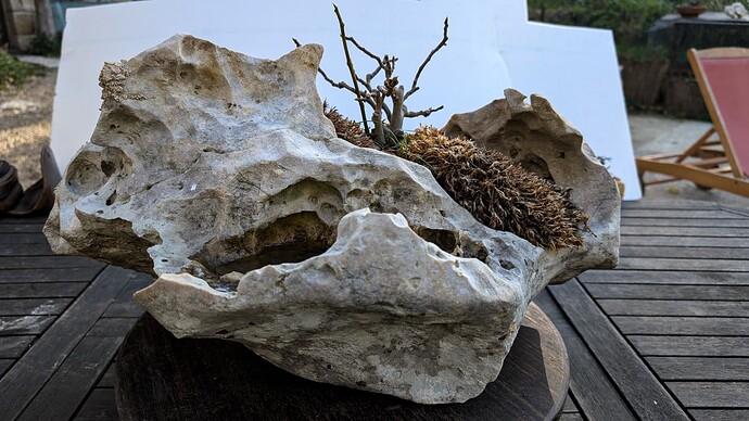 figuier pierre (2 sur 8)