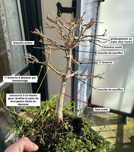 buerger sélection des branches