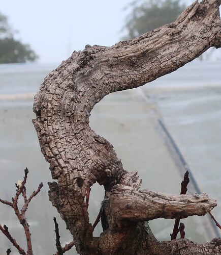 2024 12 04 Cotinus coggygria  (3)