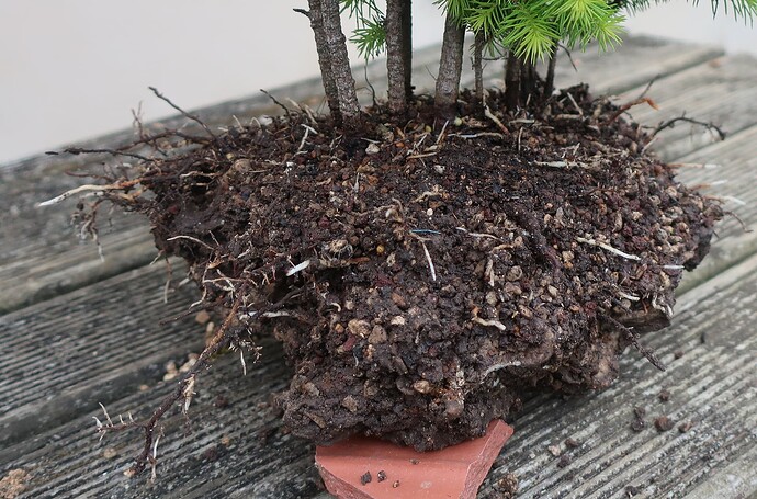 picea glehnii 2025 06 10 (3)
