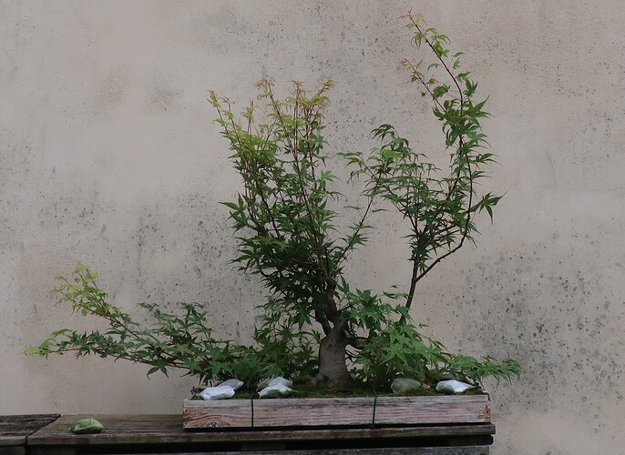 acer palmatum beni tsukasa 2024 07 02 (2)