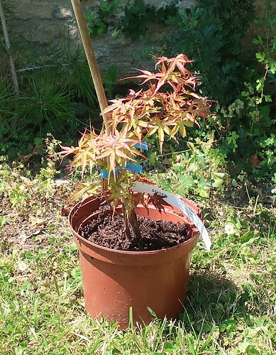 acer palmatum seigen 2024 06 26
