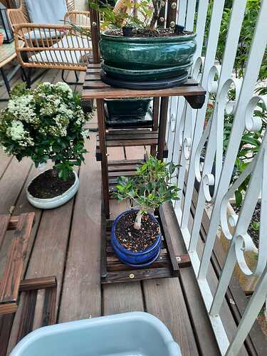Ficus et Pyracantha