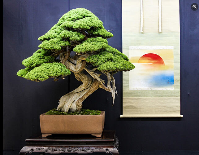 juniperus chinensis Taikenten2