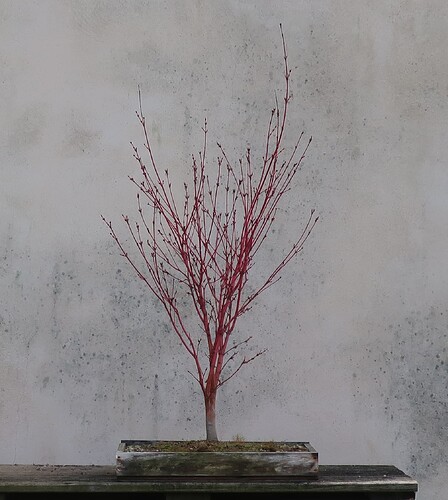 acer palmatum senkaki 2024 03 14 (1)