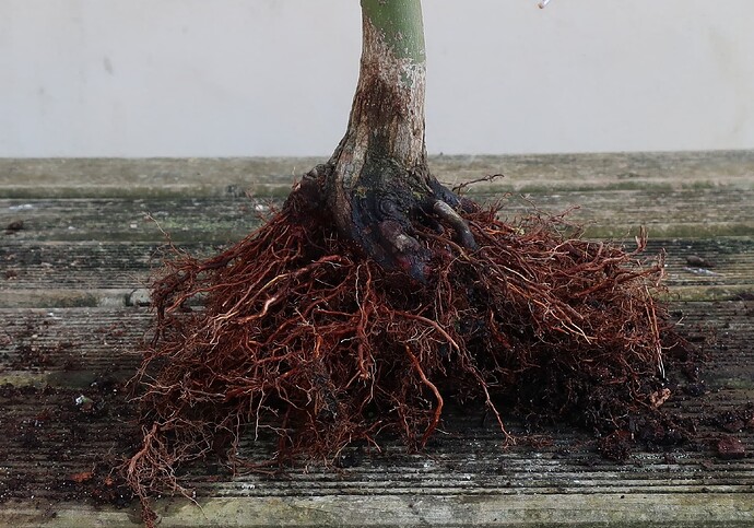 acer palmatum deshojo 2022 03 24 (8)