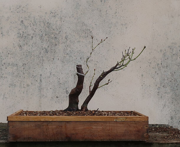 acer palmatum koto no ito 2026 02 23 (11)