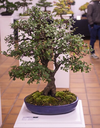 IMGP2984