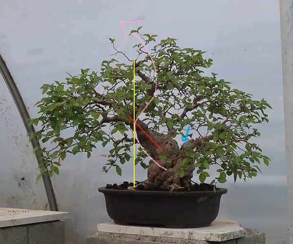carpinus coreana 2025 04 22 (2virt)