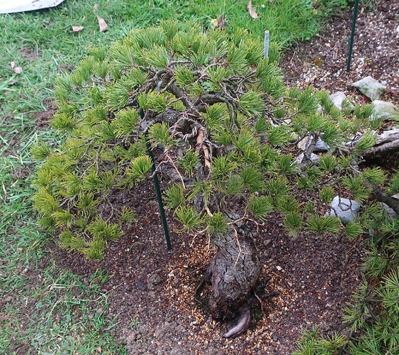 pinus pentaphylla shari 2025 03 12 (13)