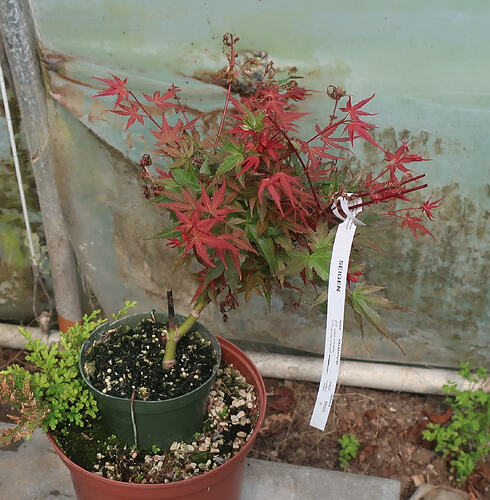 acer palmatum seigen 2026 06 01