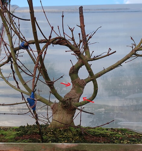 acer palmatum beni chidori 2025 11 18 (7virt)