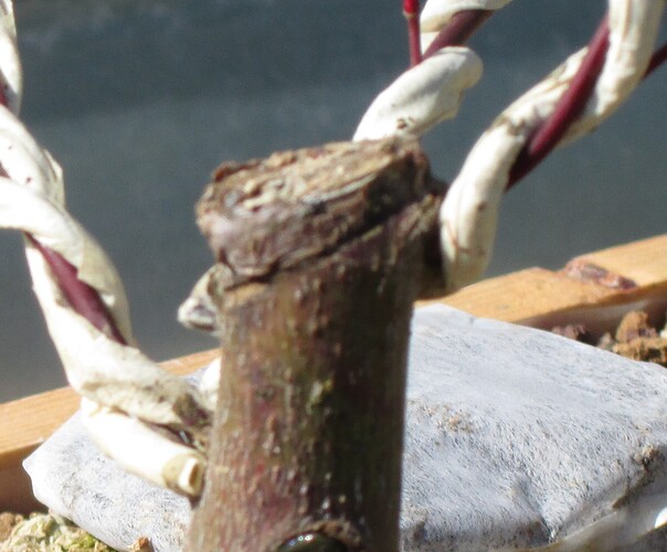 acer palmatum beni tsukasa 2018 04 19 003