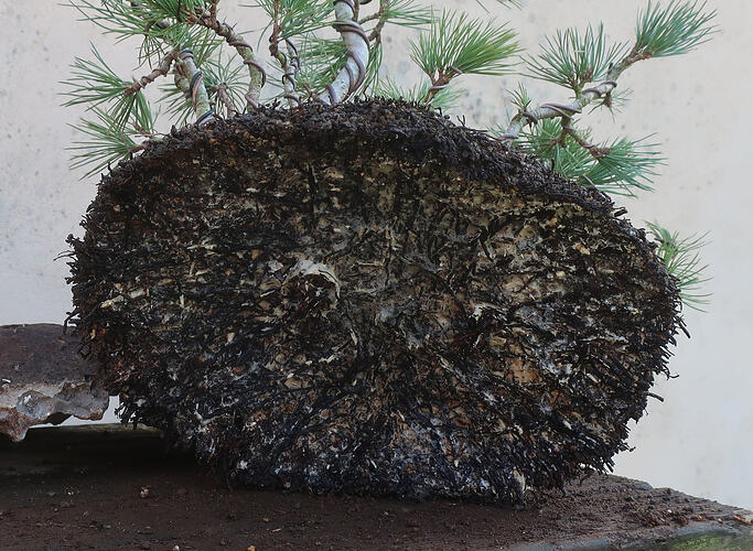 pin flexible 2026 03 04 (2)