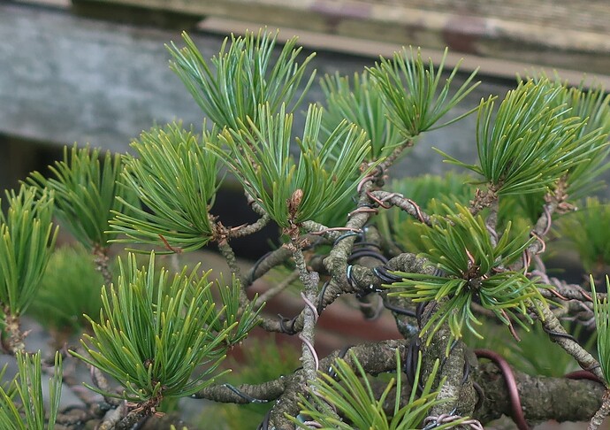 pinus pentaphylla shari 2025 03 12 (6)