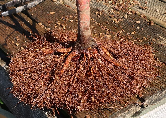 acer palmatum senkaki 2023 04 04 (7)